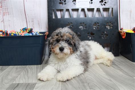 Bernedoodle Puppies For Sale Georgia